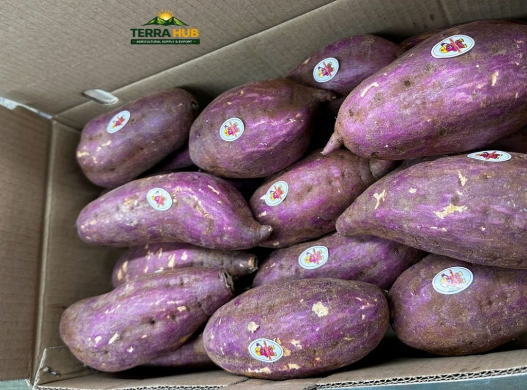 Differences Between Highland-Grown and Alluvial Soil-Grown Japanese Sweet Potatoes