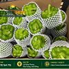 Ớt chuông xanh xuất khẩu tại Terra hub