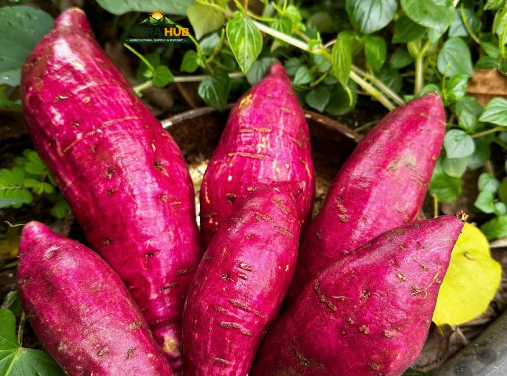 Khoai lang nhật xuất khẩu là gì?