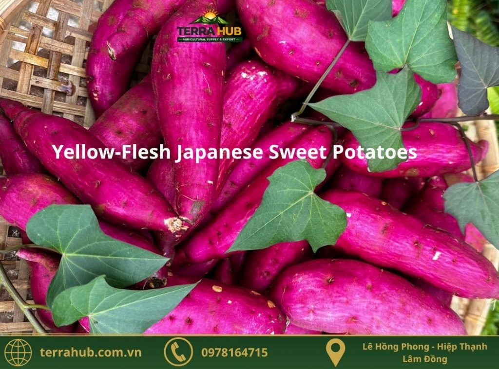 Yellow-Flesh Japanese Sweet Potatoes