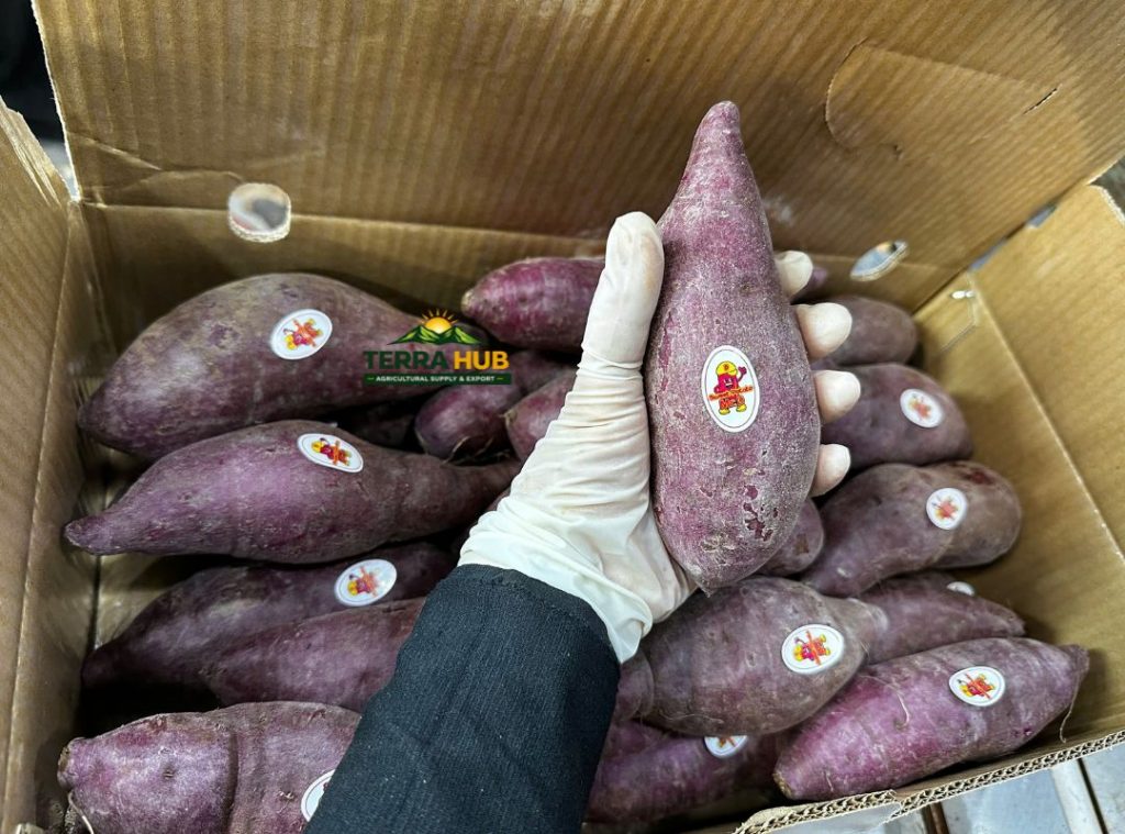 khoai lang tím xuất khẩu