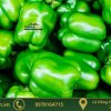 ớt chuông xanh xuất khẩu