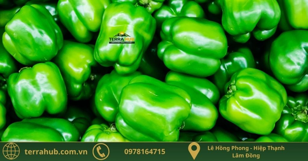 ớt chuông xanh xuất khẩu