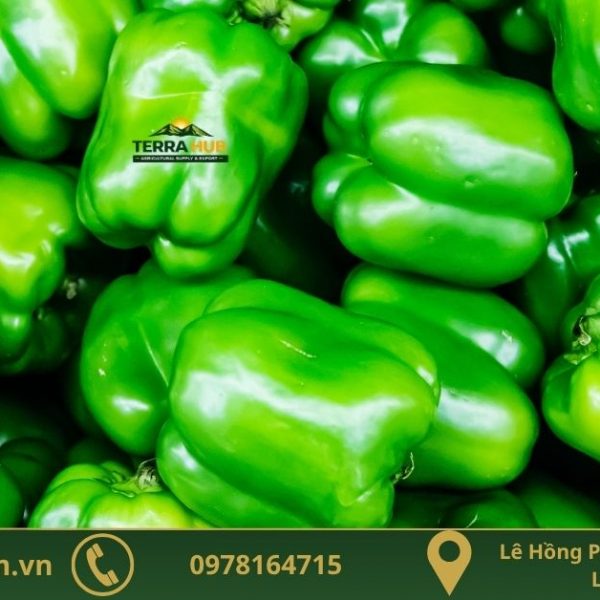 ớt chuông xanh xuất khẩu