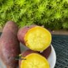 Chất lượng khoai lang xuất khẩu từ terra hub