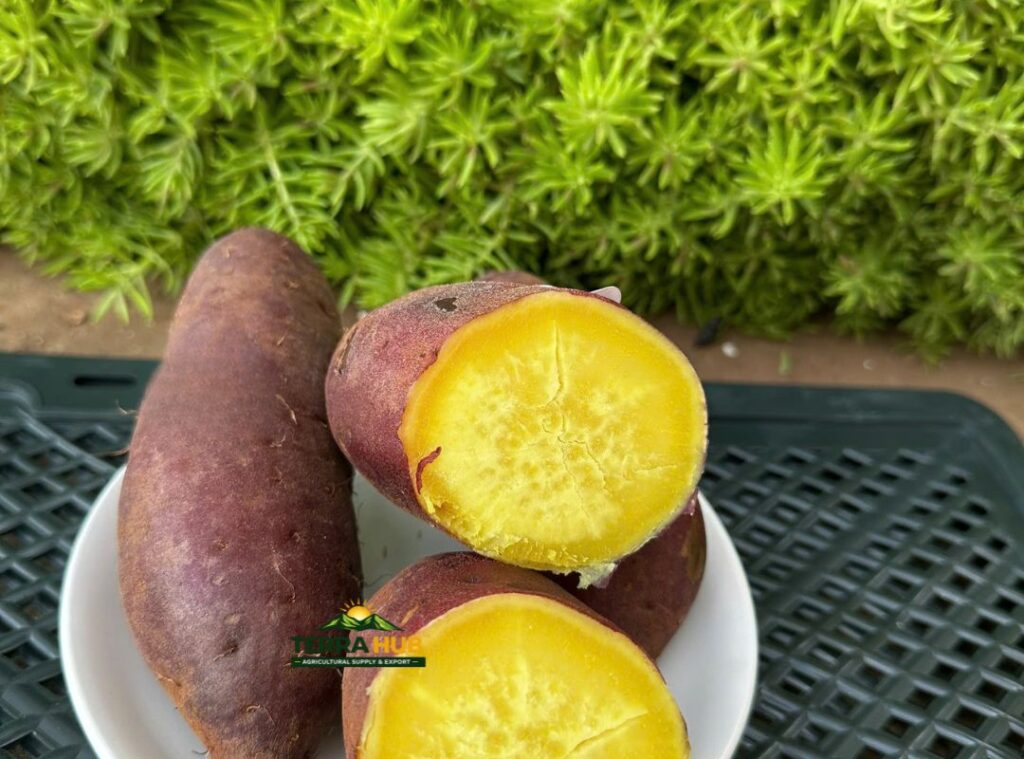 Chất lượng khoai lang xuất khẩu từ terra hub