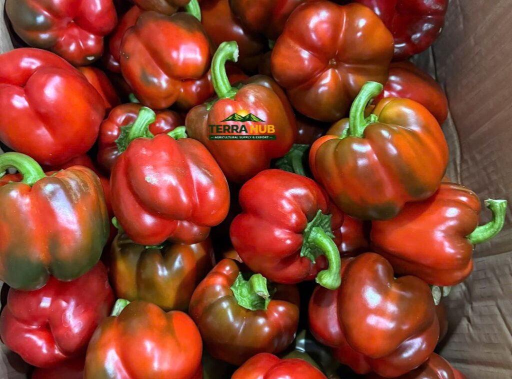 Ớt chuông đỏ tại Terra Hub