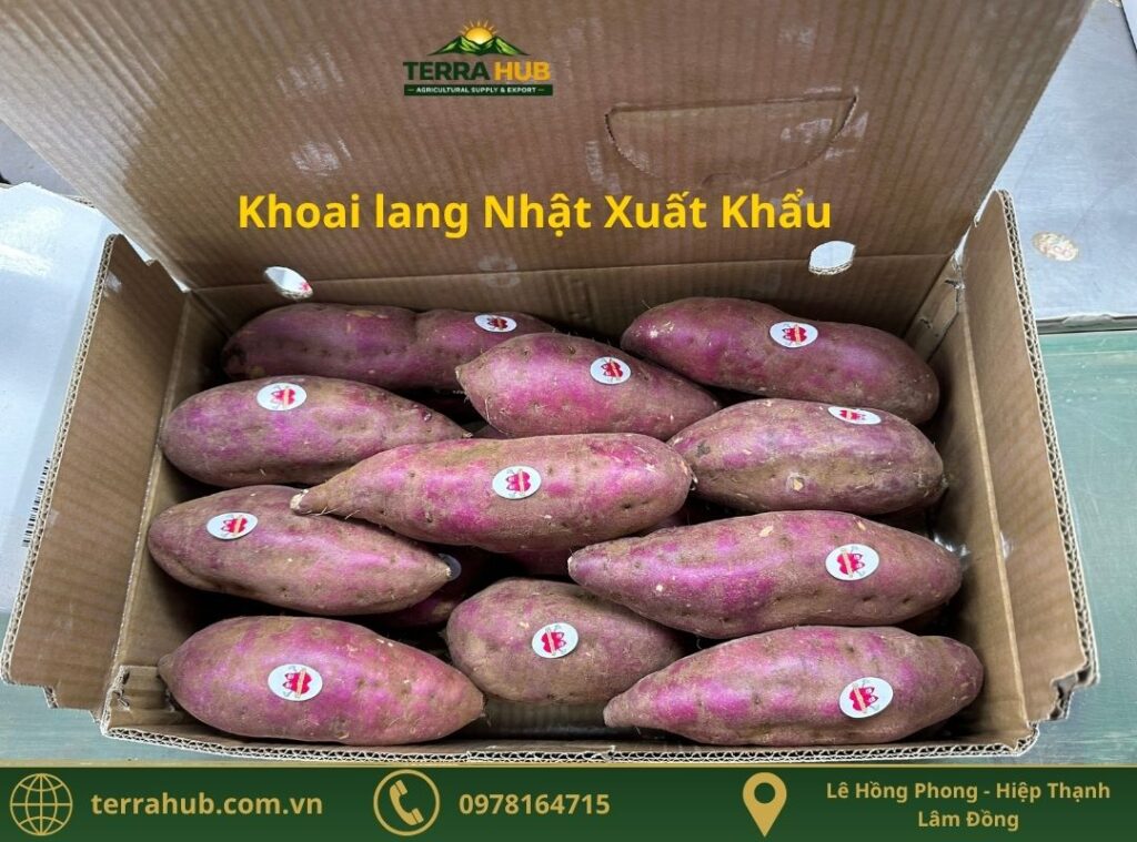 Khoai Lang Nhật Xuất Khẩu