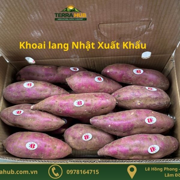 Khoai Lang Nhật Xuất Khẩu
