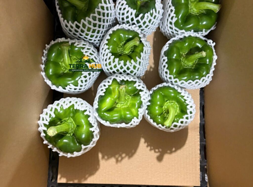 Quy cách ớt chuông xuất khẩu
