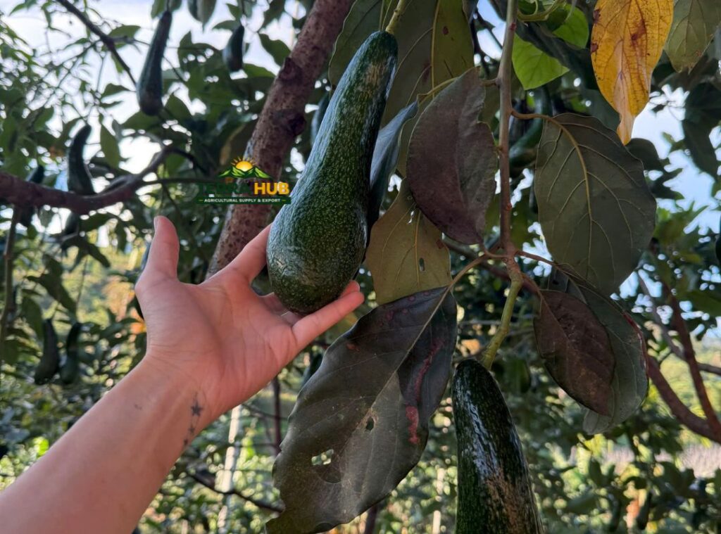 VÙNG TRỒNG BƠ XUẤT KHẨU