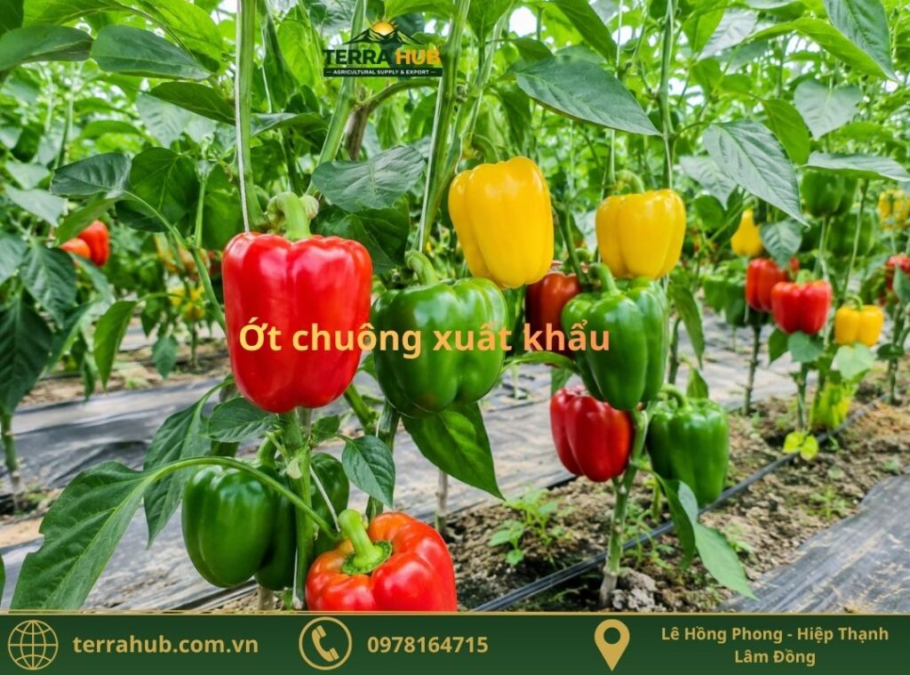 ớt chuông xuất khẩu