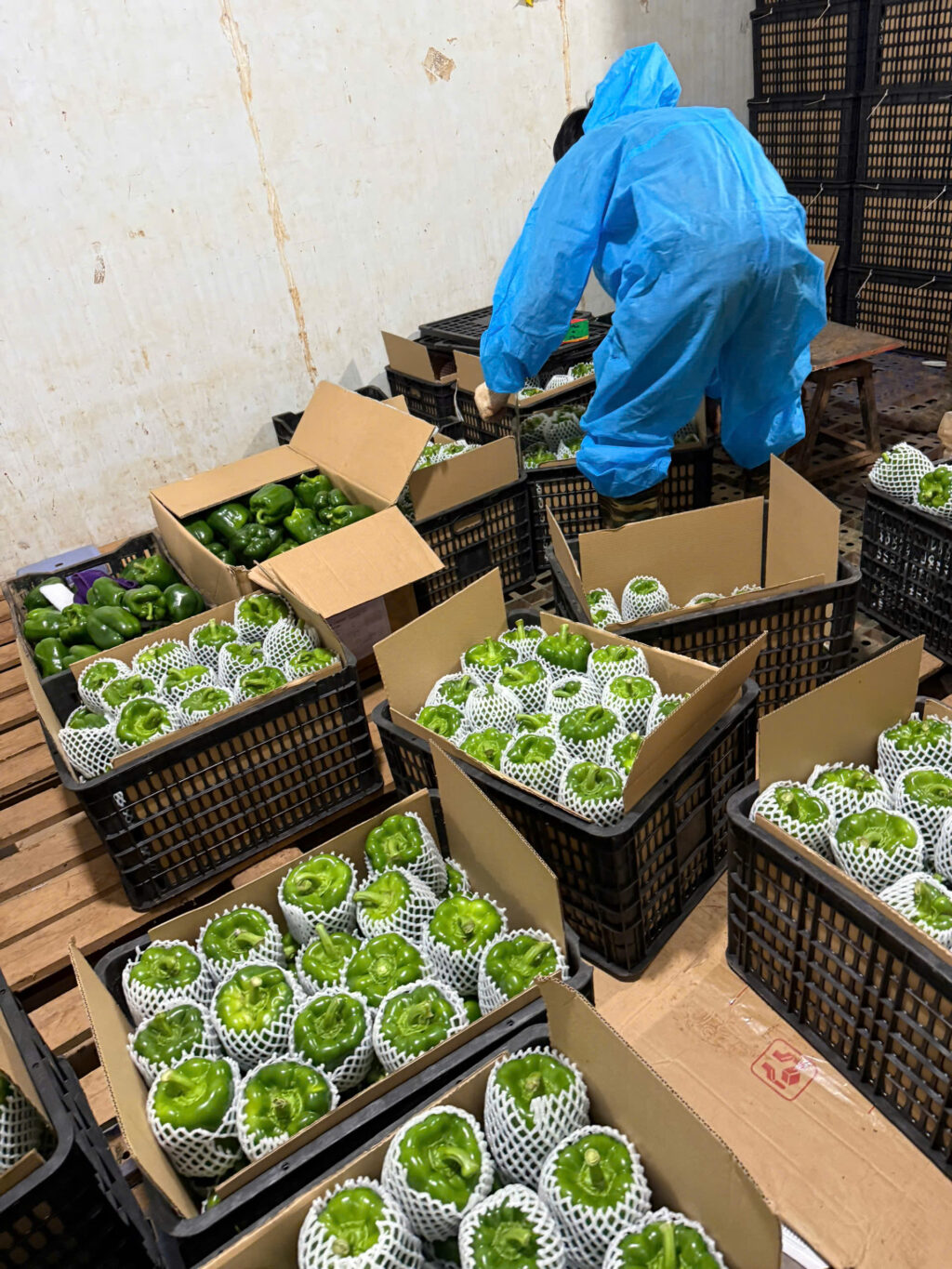 Quy trình làm ớt chuông xuất khẩu