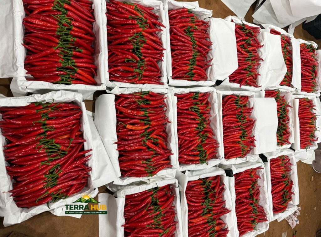 Đặc điểm ớt sừng xuất khẩu