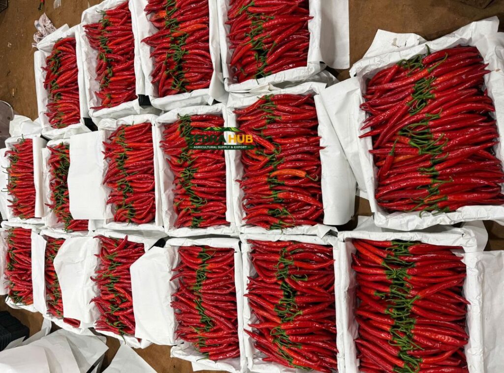 Tiểu chuẩn chất lượng ớt xuất khẩu