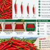 Quy cách ớt cay xuất khẩu